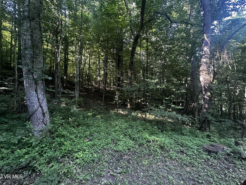 Photo #13: Tbd Clinch Mountain Road