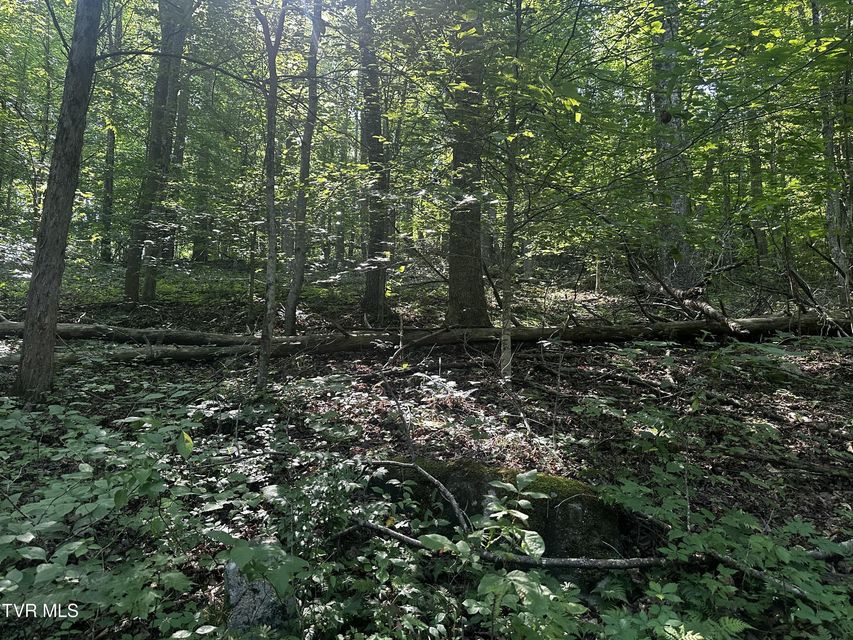 Photo #14: Tbd Clinch Mountain Road