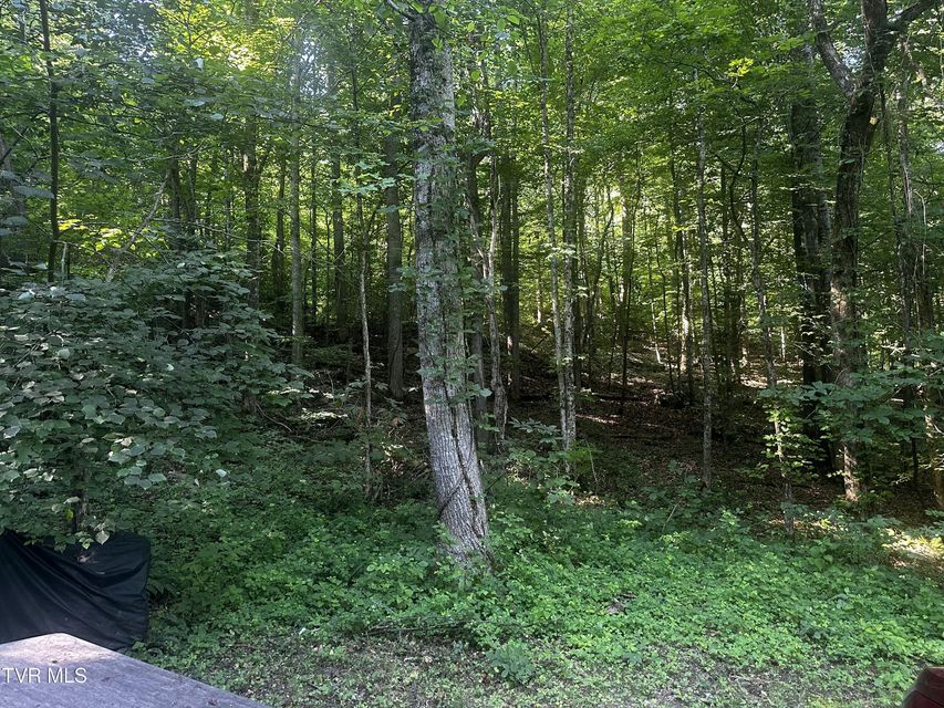 Photo #6: Tbd Clinch Mountain Road