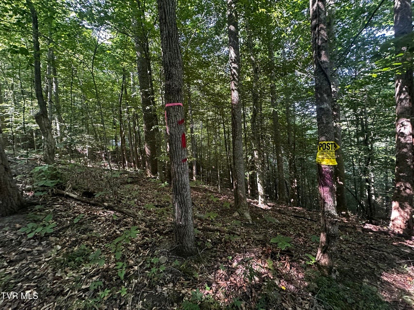 Photo #27: Tbd Clinch Mountain Road