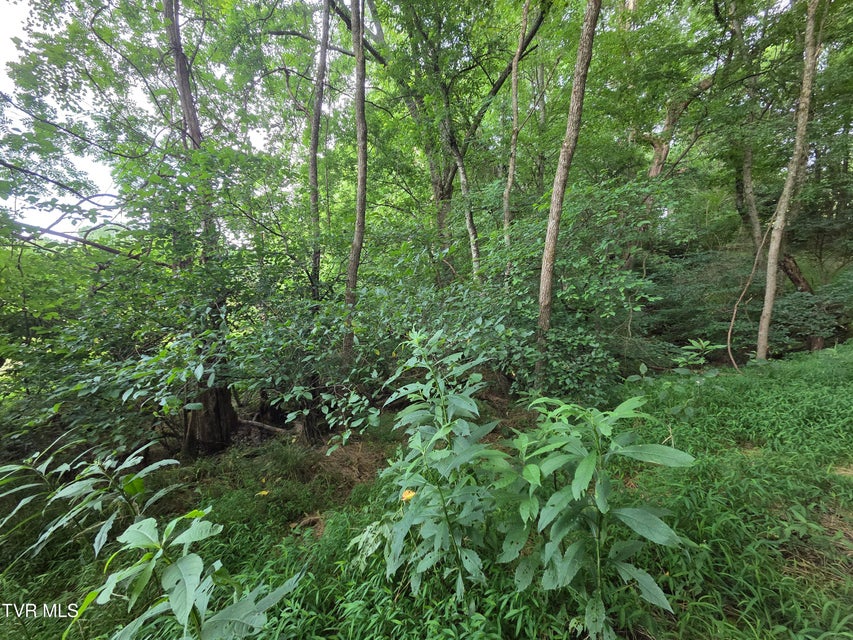 Photo #12: 12.14 Ac. Mockingbird Place