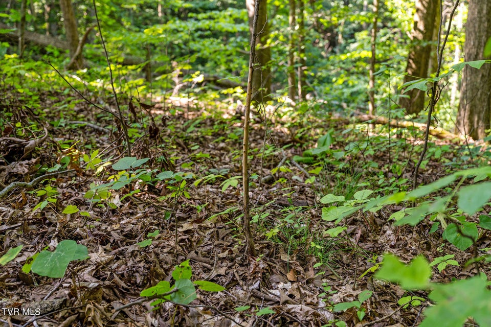Photo #19: Tbd Hermitage Lane