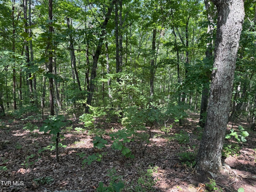 Photo #3: Lot 36 Pecan Tree Lane