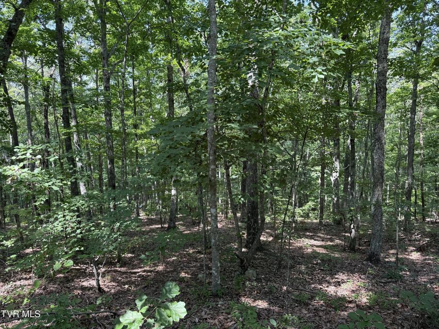 Photo #4: Lot 36 Pecan Tree Lane