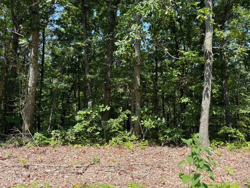 Photo #6: Lot 36 Pecan Tree Lane