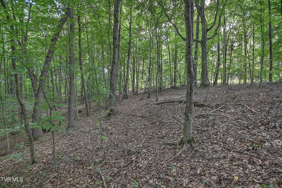 Photo #2: Tract 1l Payne Ridge Road