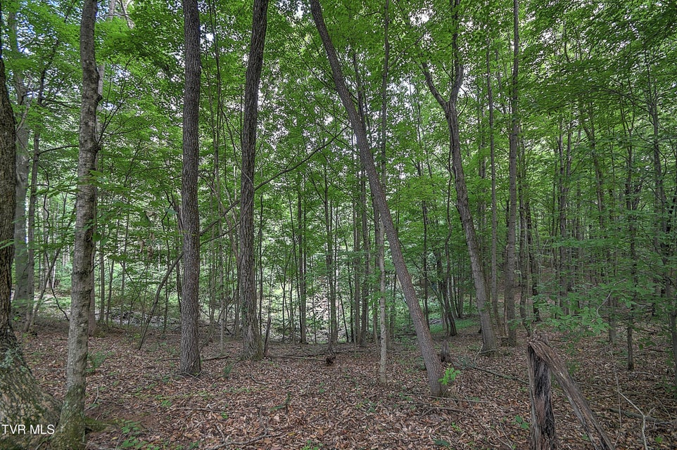 Photo #3: Tract 1l Payne Ridge Road