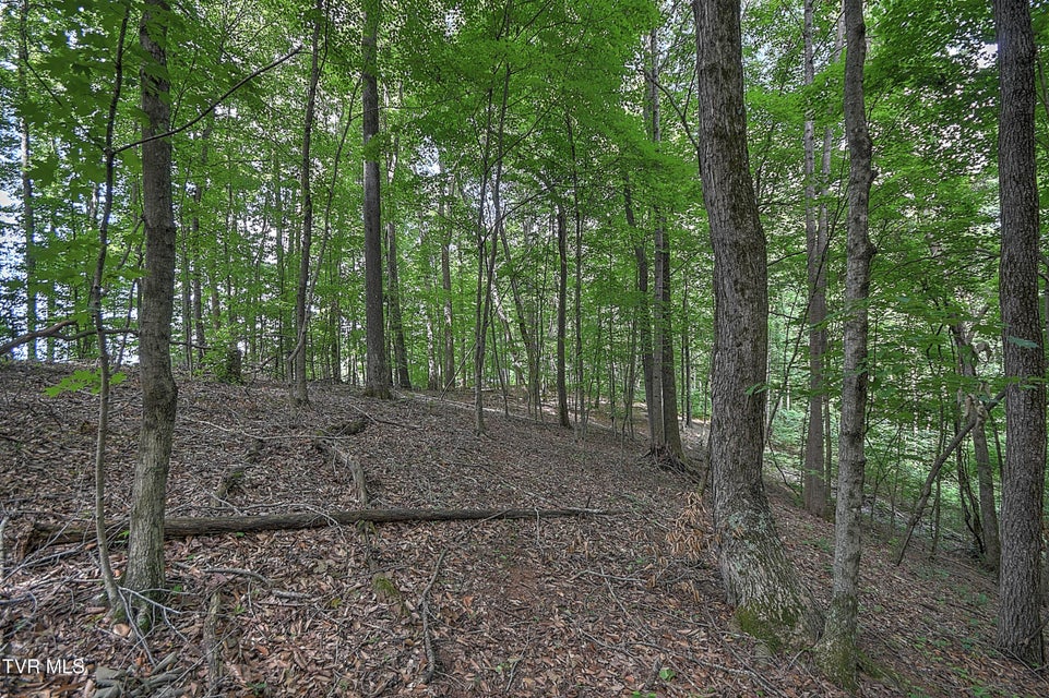 Photo #4: Tract 1l Payne Ridge Road