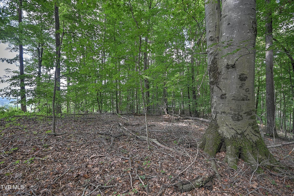 Photo #5: Tract 1l Payne Ridge Road