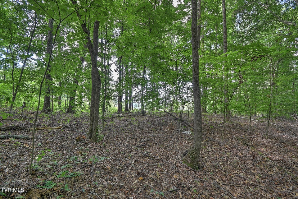 Photo #11: Tract 1l Payne Ridge Road