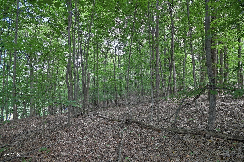 Photo #12: Tract 1l Payne Ridge Road