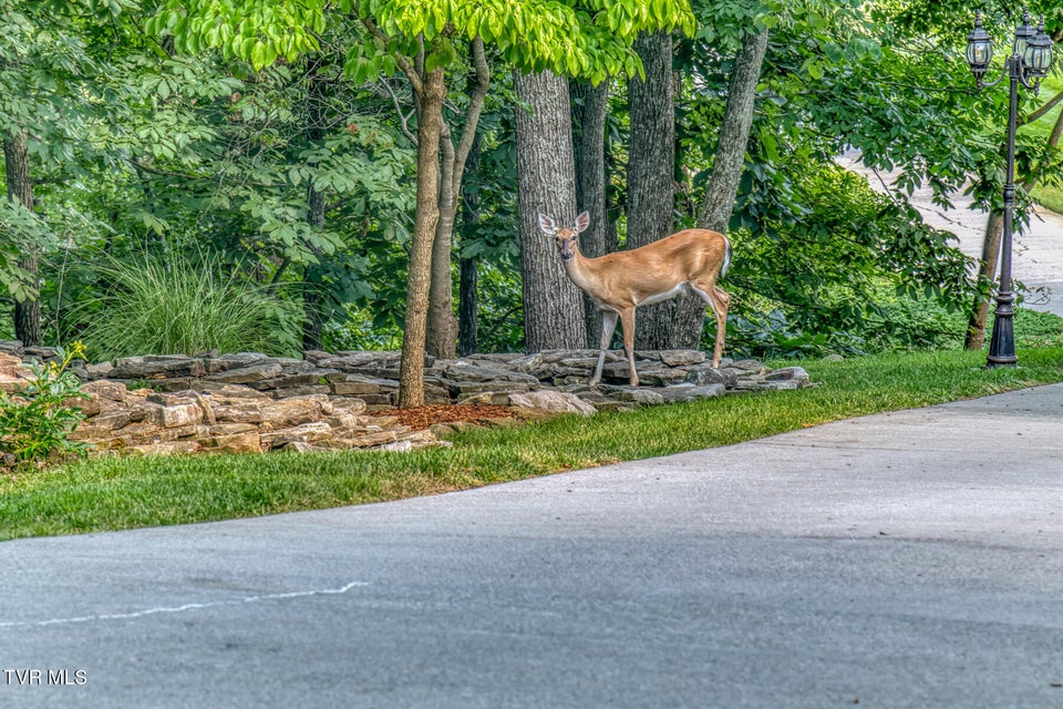 Photo #70: 620 Harbor Point Drive