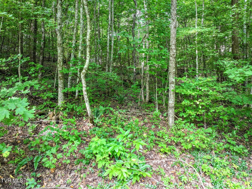 Photo #14: 190 Horse Creek Park Road