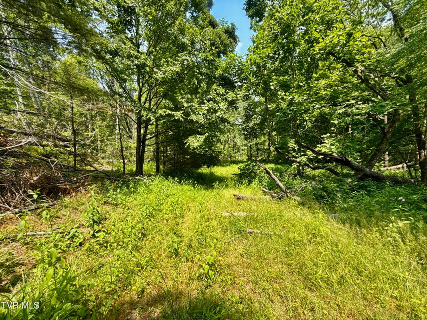 Photo #4: 99/Ac Tbd Nw Of Copperhead Hollow Road