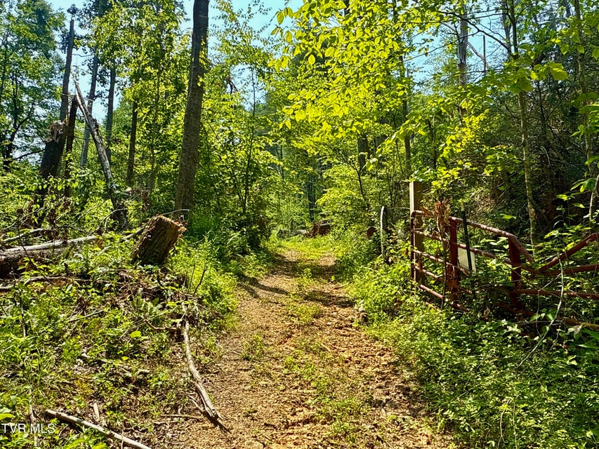Photo #7: 99/Ac Tbd Nw Of Copperhead Hollow Road