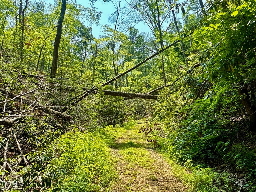 Photo #9: 99/Ac Tbd Nw Of Copperhead Hollow Road