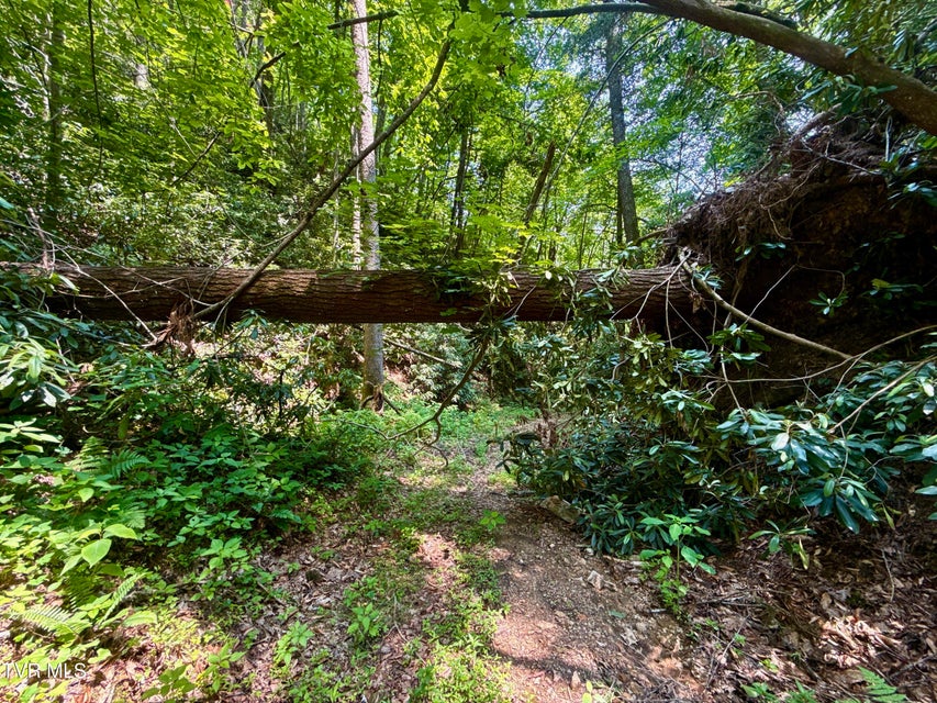 Photo #10: 99/Ac Tbd Nw Of Copperhead Hollow Road