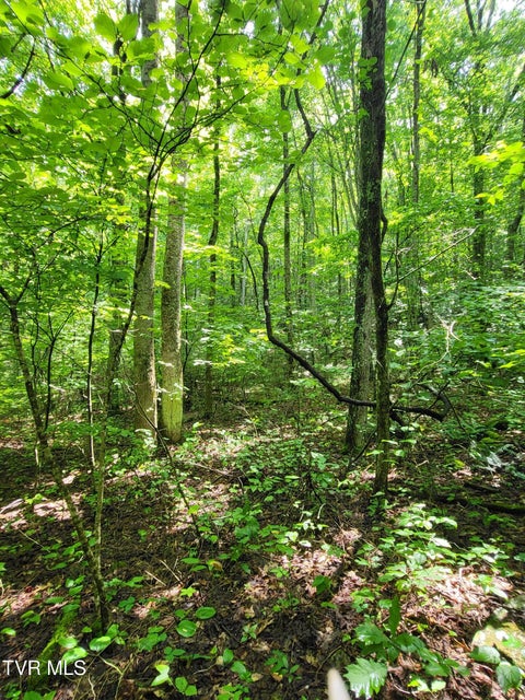 Photo #6: Tbd Dry Branch Road