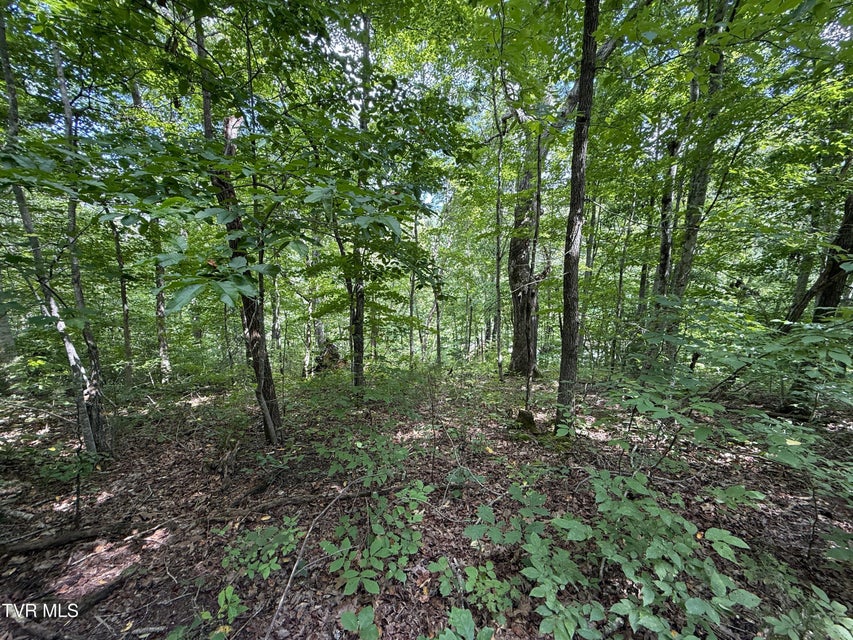 Photo #15: 1461 Ponderosa Road
