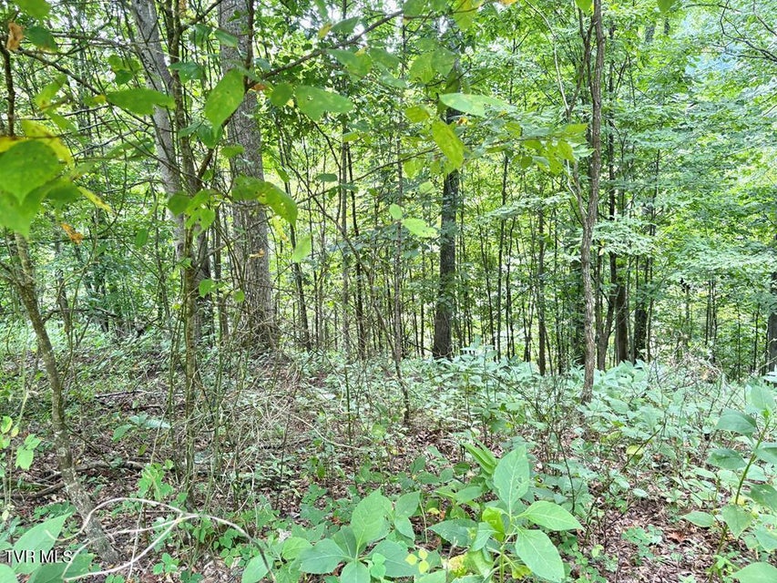 Photo #7: Lot 30 Rock Island 