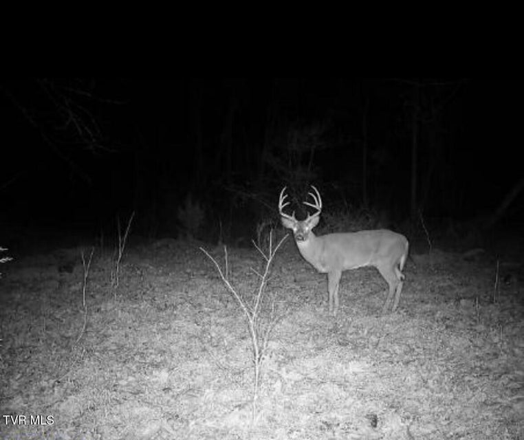 Photo #8: 1430 Roaring Fork Road