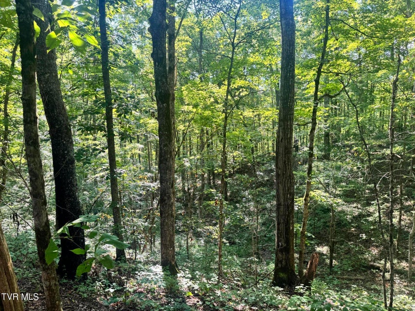 Photo #33: 1430 Roaring Fork Road
