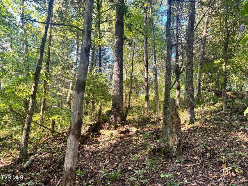 Photo #38: 1430 Roaring Fork Road