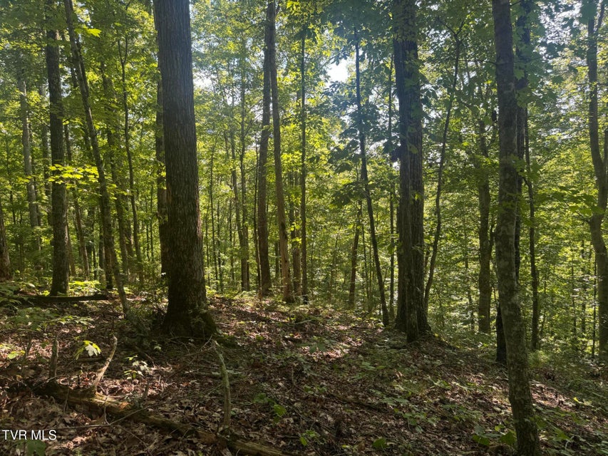 Photo #36: 1430 Roaring Fork Road