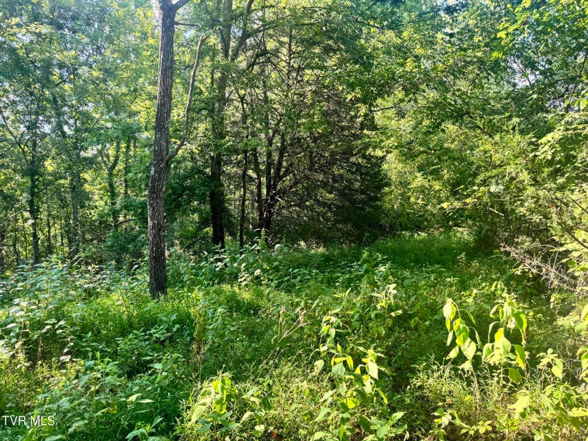 Photo #55: 1430 Roaring Fork Road
