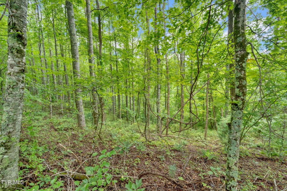 Photo #6: 162 Murph Potter Lane