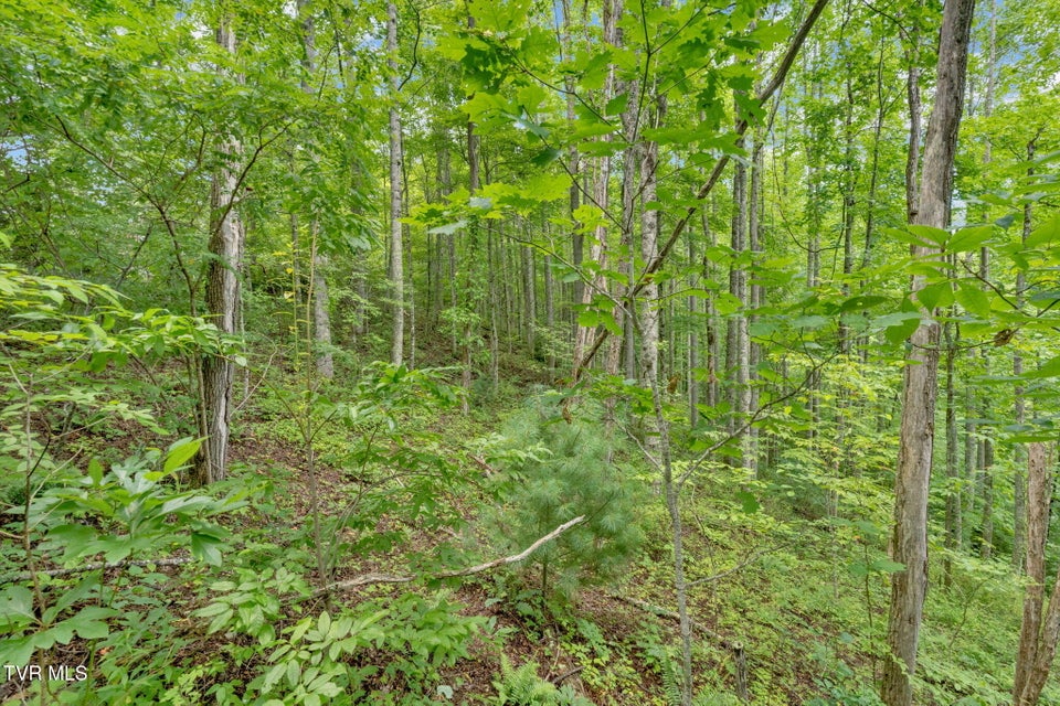 Photo #8: 162 Murph Potter Lane