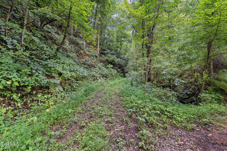 Photo #5: Tbd Ash Hopper Hollow