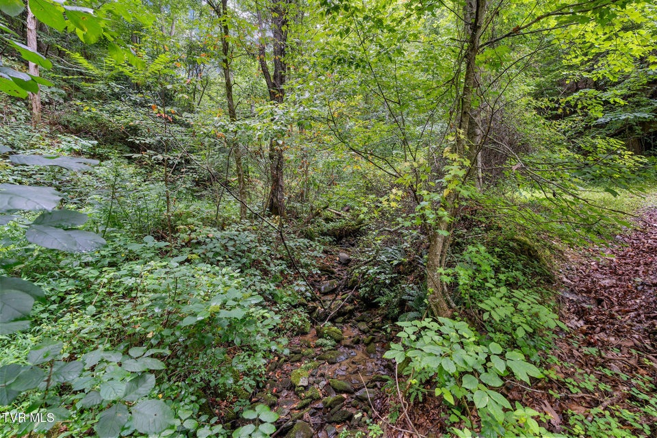 Photo #6: Tbd Ash Hopper Hollow