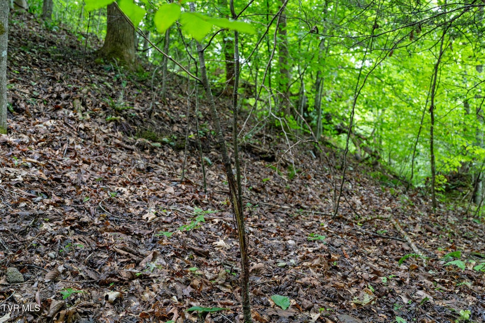 Photo #9: Tbd Ash Hopper Hollow