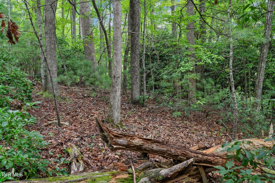 Photo #10: Tbd Ash Hopper Hollow