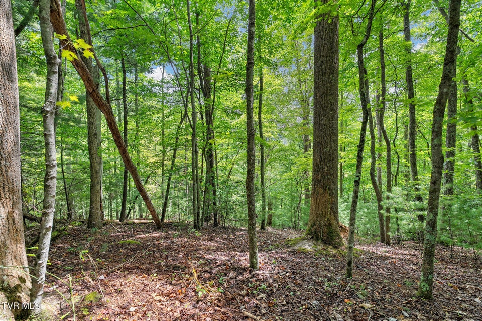 Photo #12: Tbd Ash Hopper Hollow