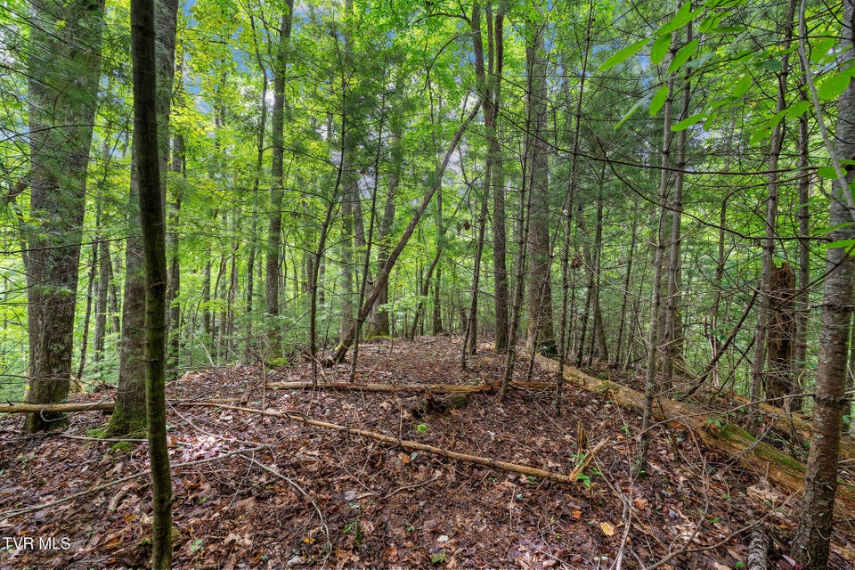 Photo #13: Tbd Ash Hopper Hollow