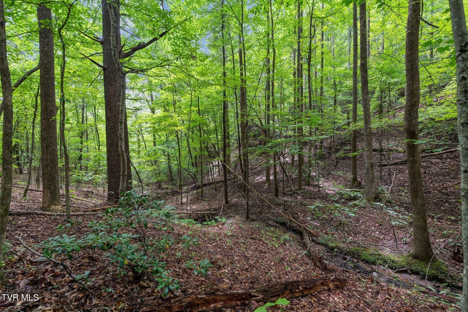 Photo #15: Tbd Ash Hopper Hollow