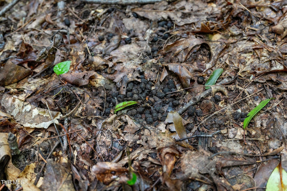 Photo #16: Tbd Ash Hopper Hollow