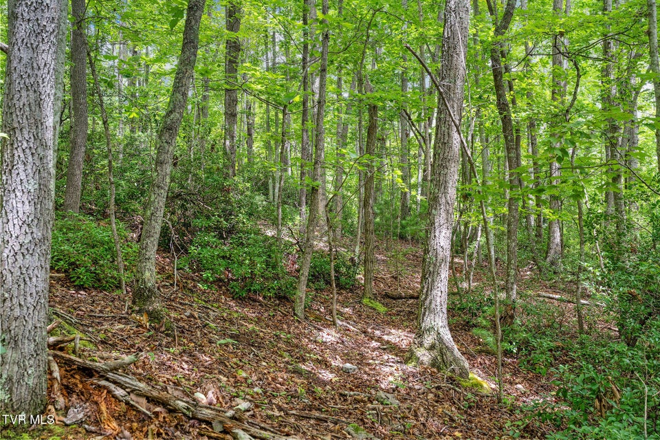 Photo #17: Tbd Ash Hopper Hollow