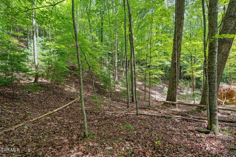 Photo #18: Tbd Ash Hopper Hollow