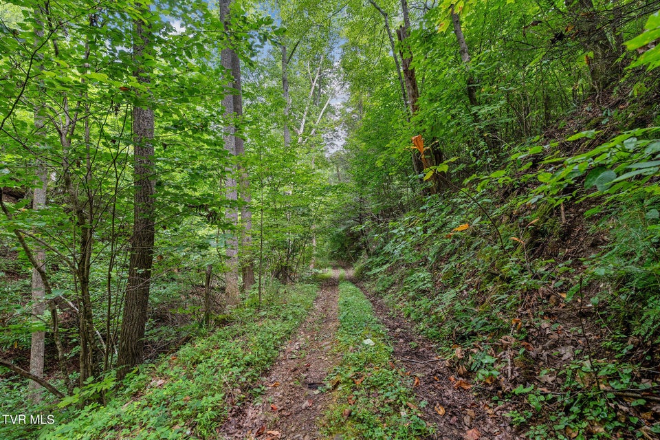 Photo #20: Tbd Ash Hopper Hollow