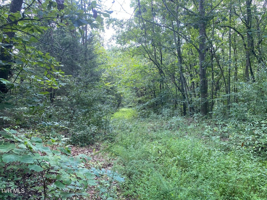 Photo #2: 0 Sinks (103 Acres) Road