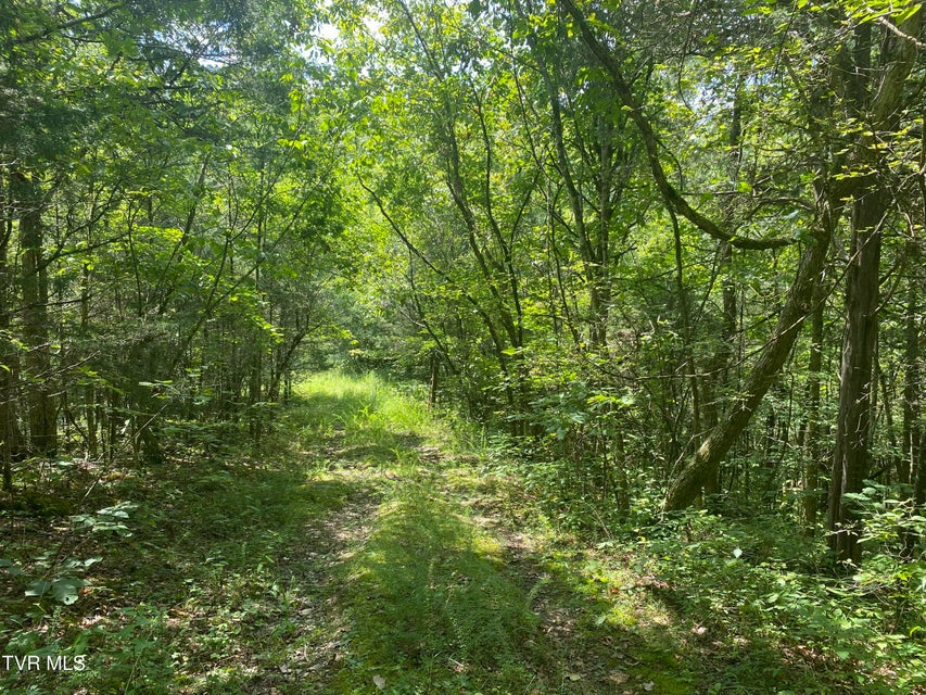 Photo #9: 0 Sinks (103 Acres) Road