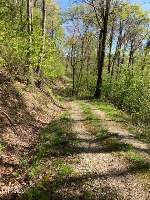 Photo #6: Tbd Tulip Poplar Trail Extension