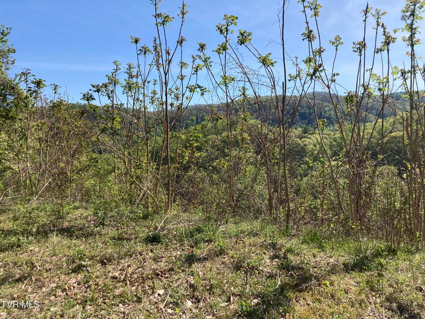 Photo #8: Tbd Tulip Poplar Trail Extension