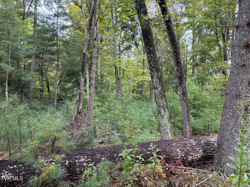 Photo #3: Lot 2 Locust Gap Road