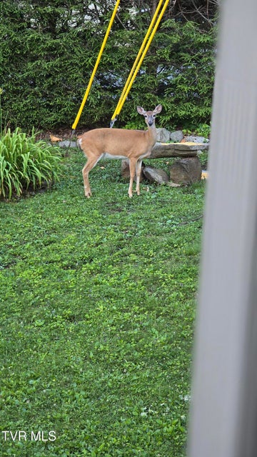 Photo #82: 105 Orchard Meadows Lane
