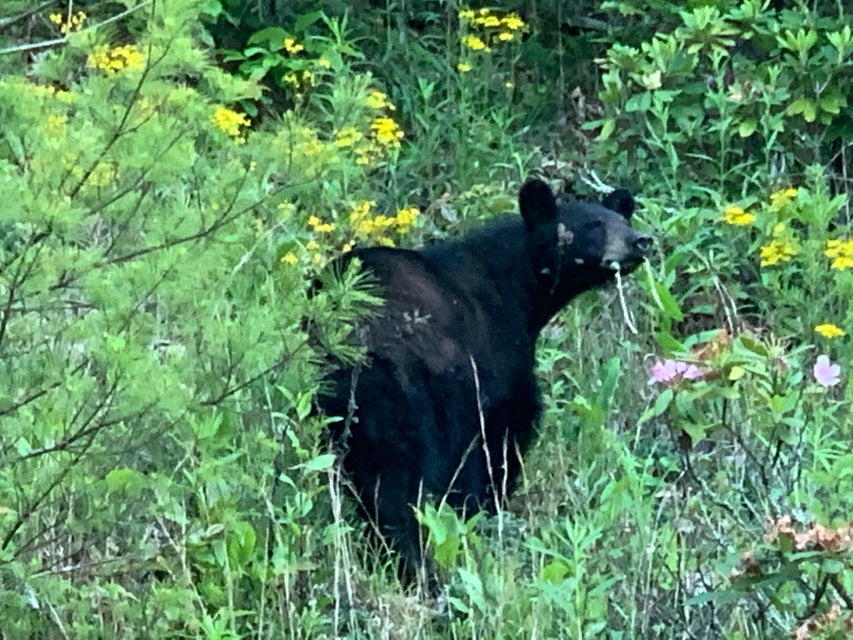 Photo #47: Lot 3 Coves Edge Drive