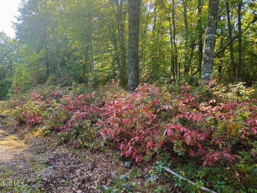 Photo #3: Lot 17 Fox Hollow Drive